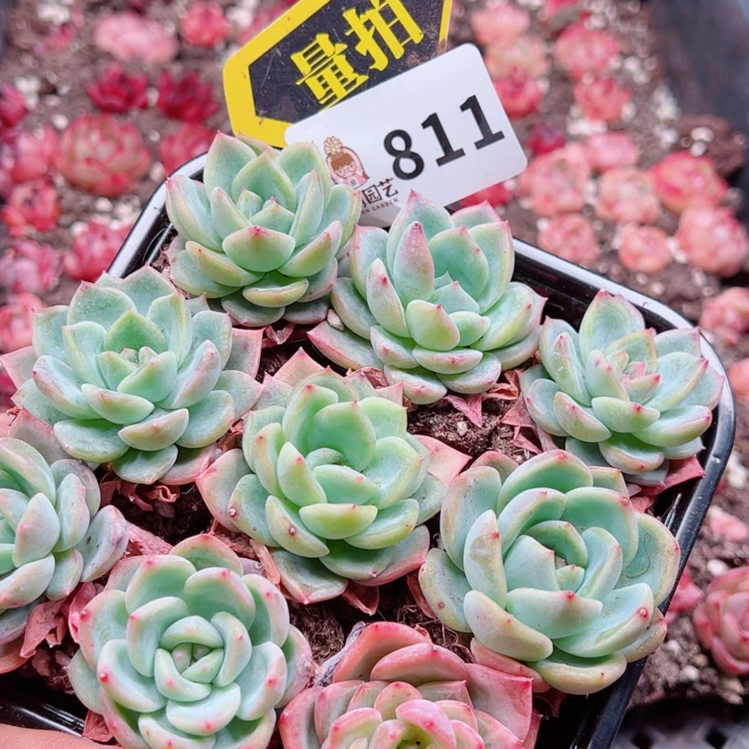 多肉植物多肉植物