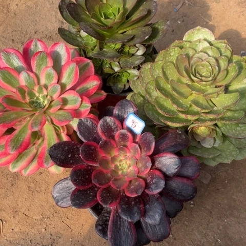 095多肉植物组合