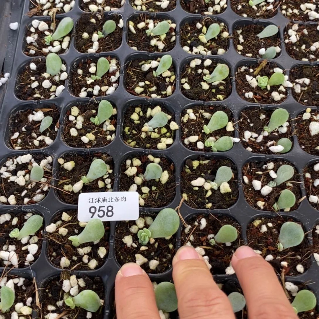 标958闪灵芽苗一个量拍