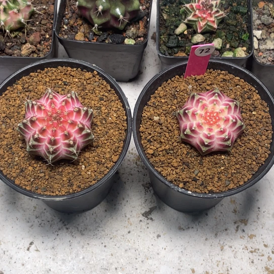 a***1当前无花朵，栽培后可花朵皇氏轮回2颗