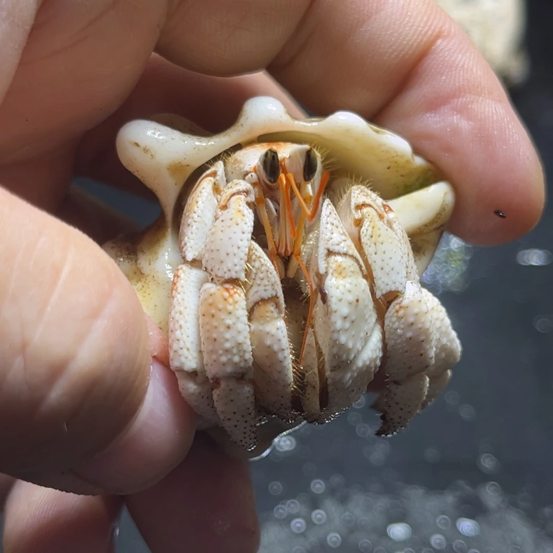 闪9号毛球2.4口径