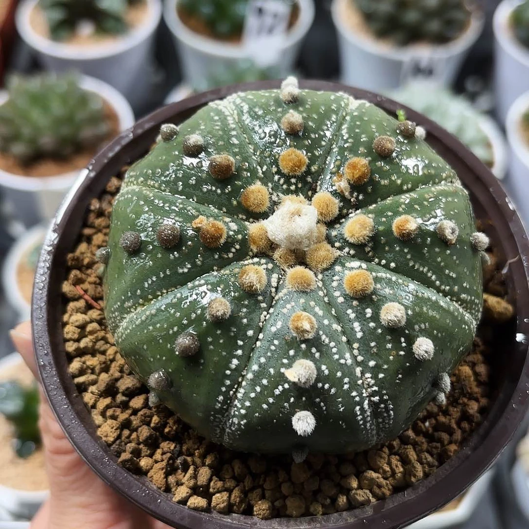 实生根大星兜多肉植物