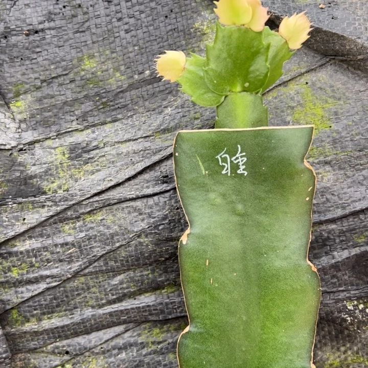 用***水老白重嫁接小苗带盆发货一颗20