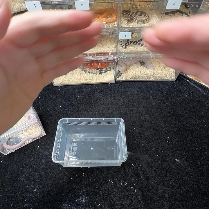 是***！雨林蝎精品爆王宠物