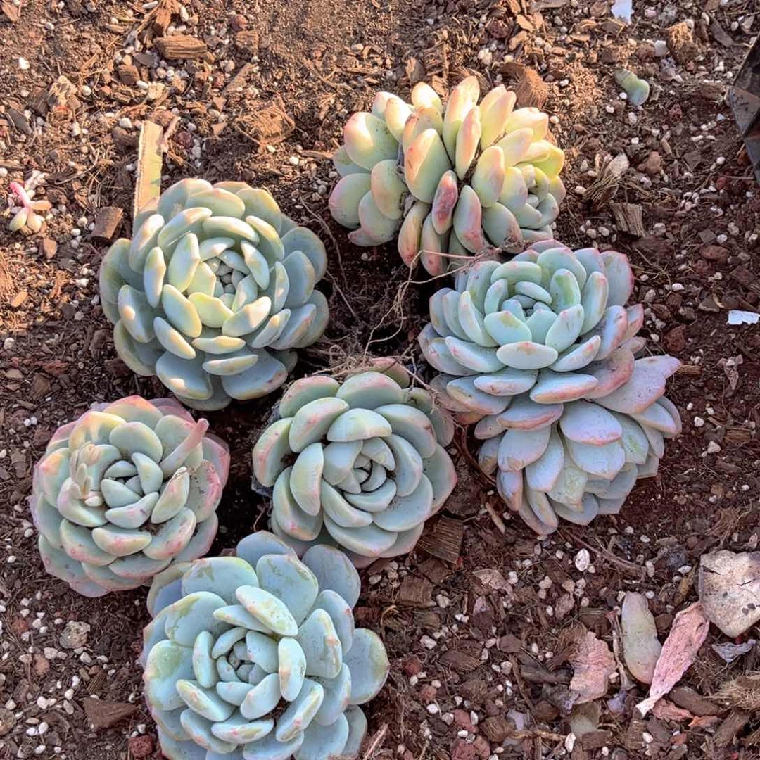 把****伤聊扣咯偶我咯脱欧了