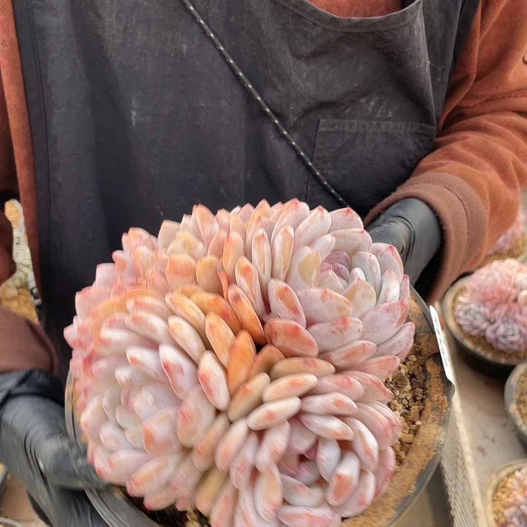 黄皮橙     多肉    66号