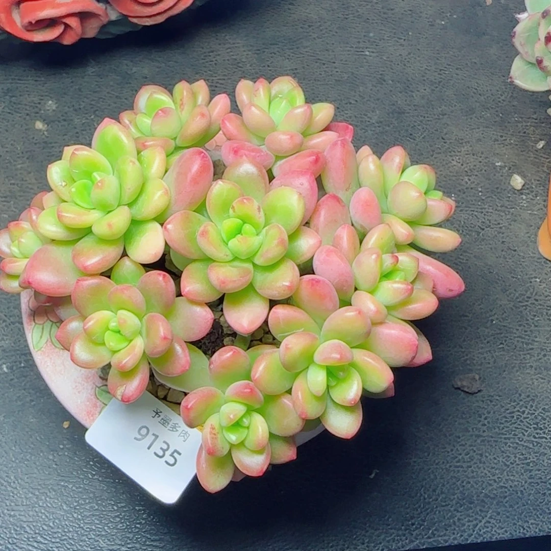 香格里拉，9135多肉植物