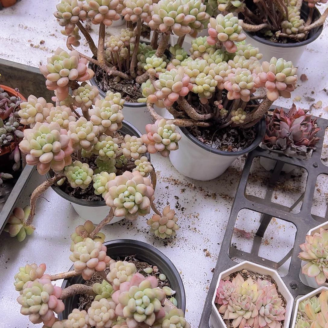 超大鱼子酱老桩19包邮