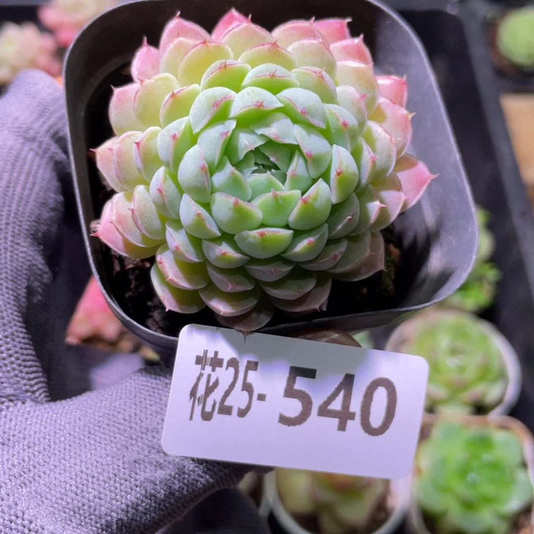 花利美25-540羊脂球