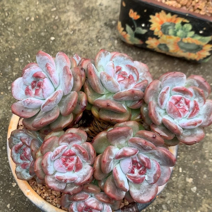 多肉植物石榴籽星影