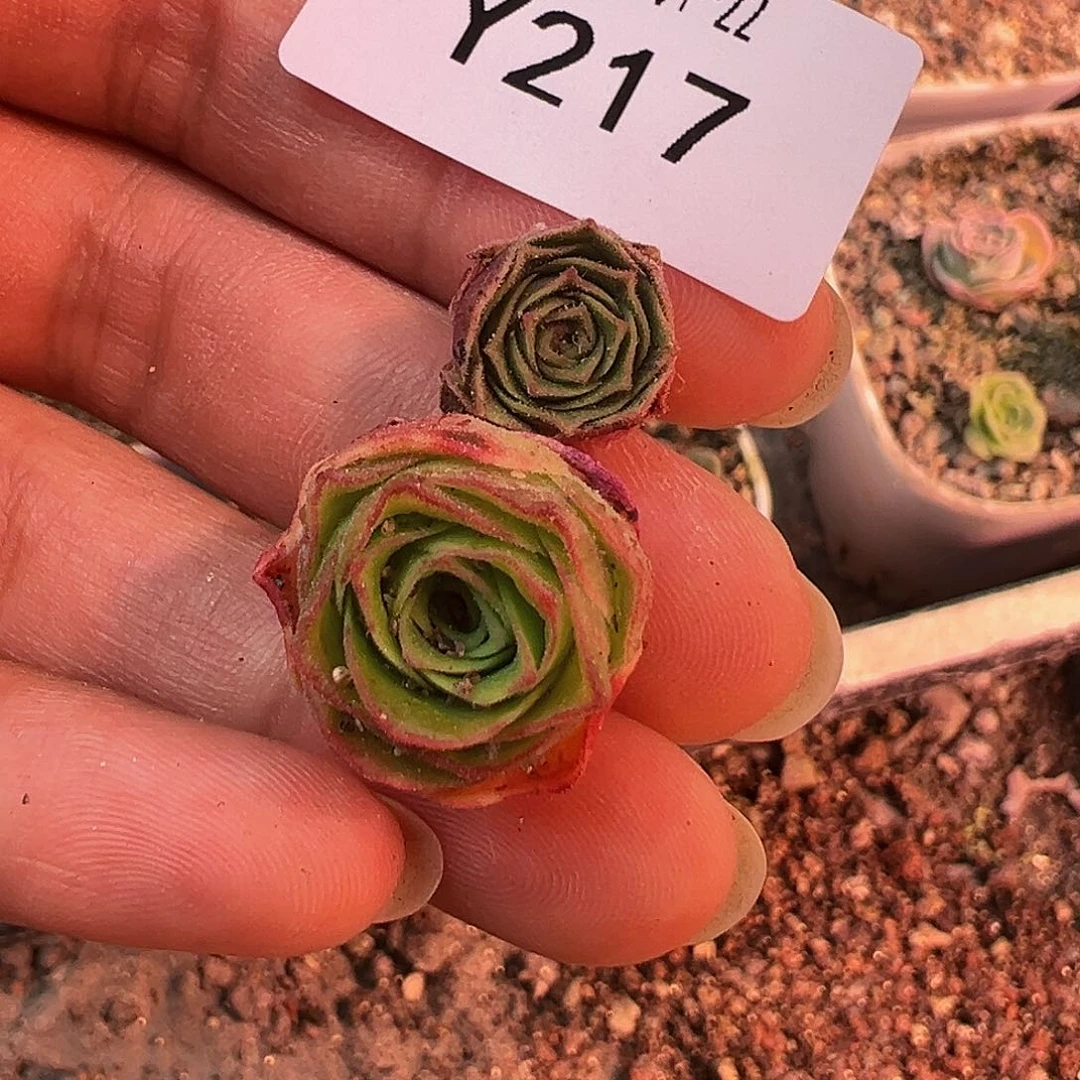 杨217 福利2颗yS黛璃杂