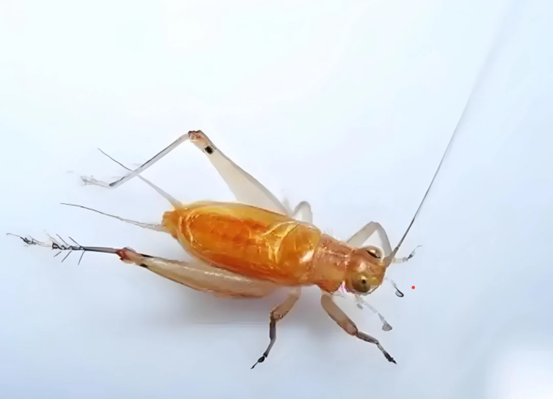 人工冬汊口大黄蛉非常好