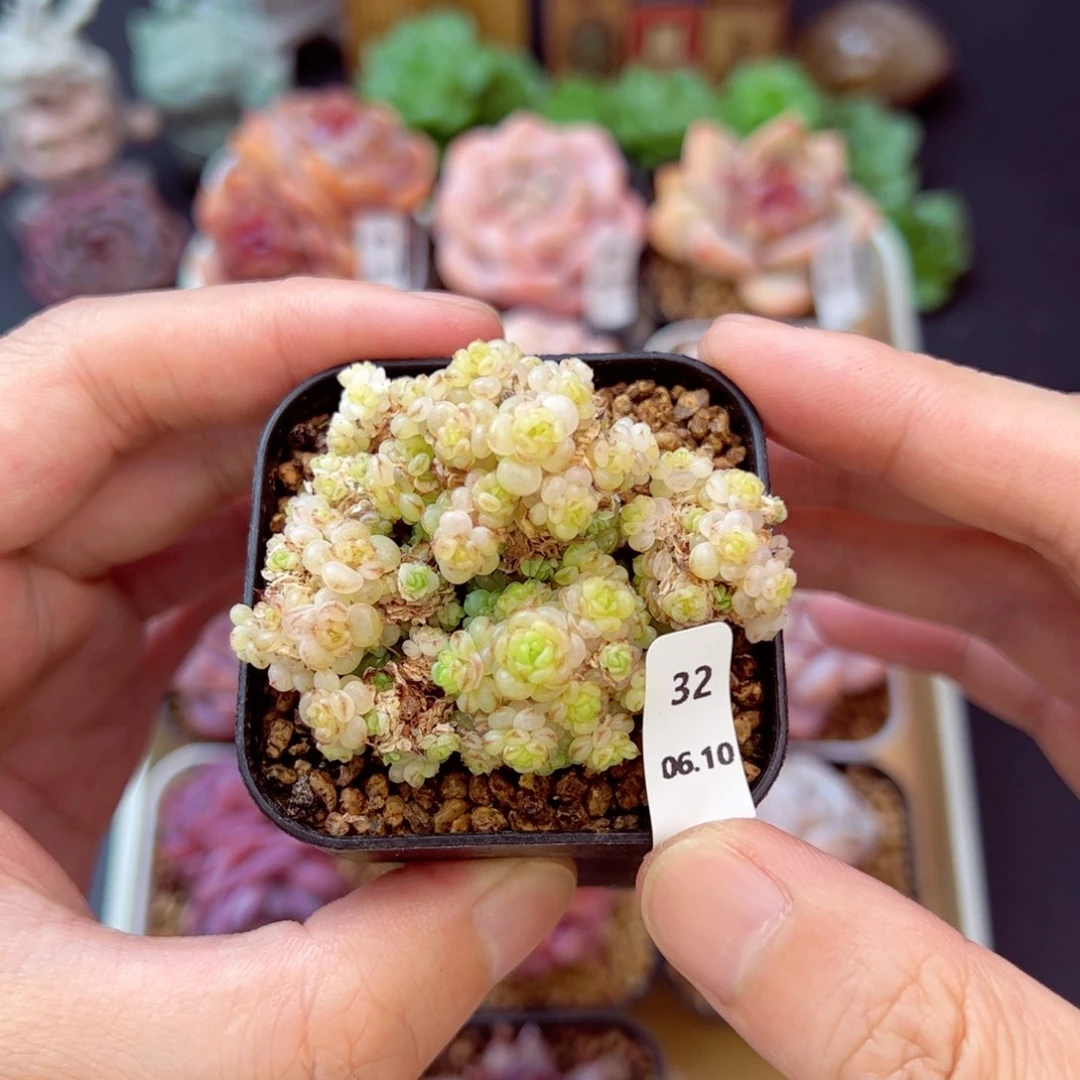 虞姬32、哈哈哈哈