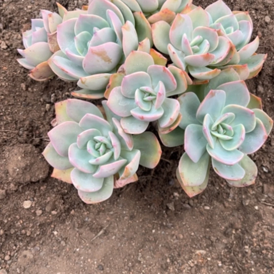 【闪购商品】白**～白凤