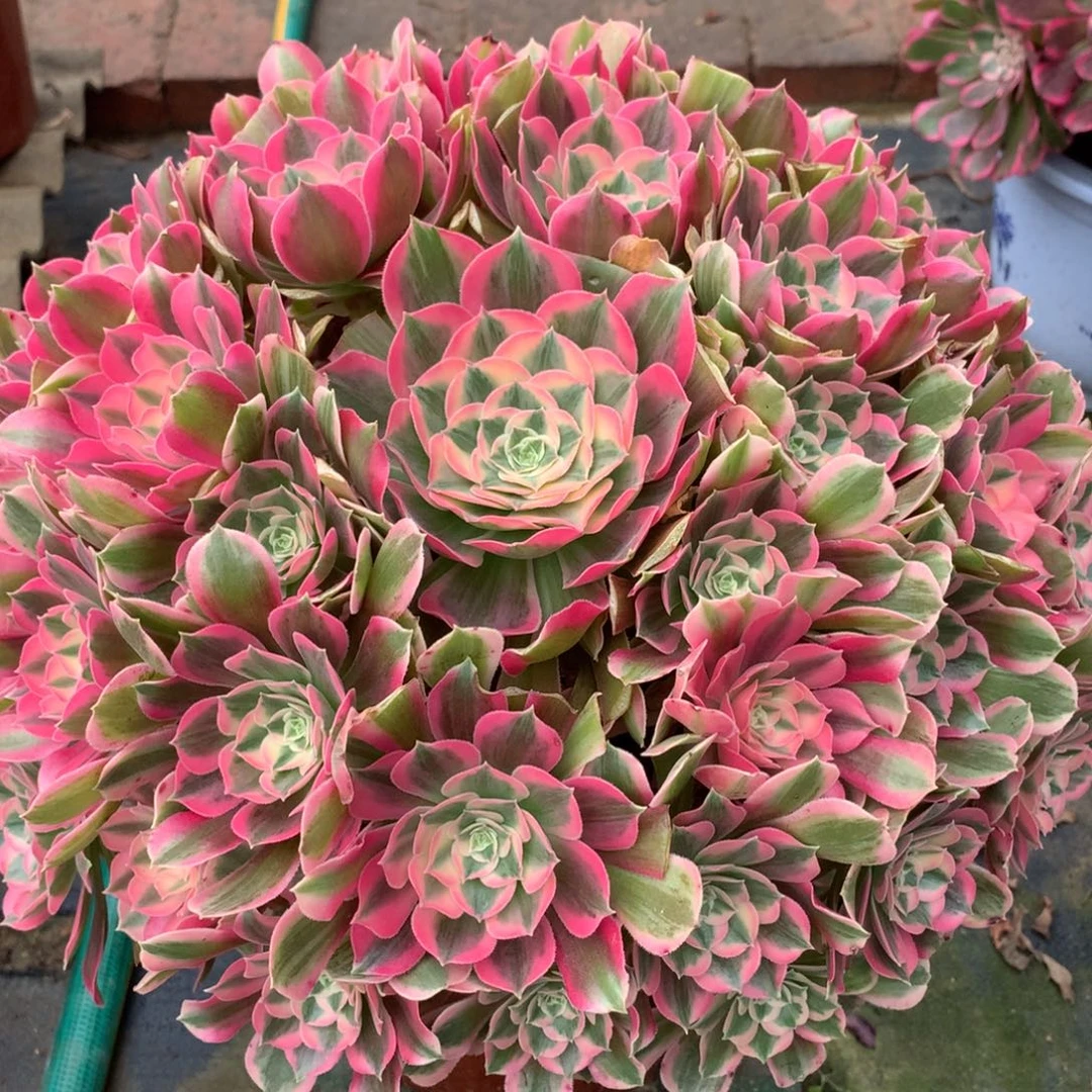 男神捧花，多肉植物