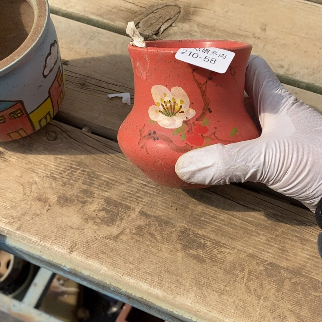 58号多肉盆一个呀