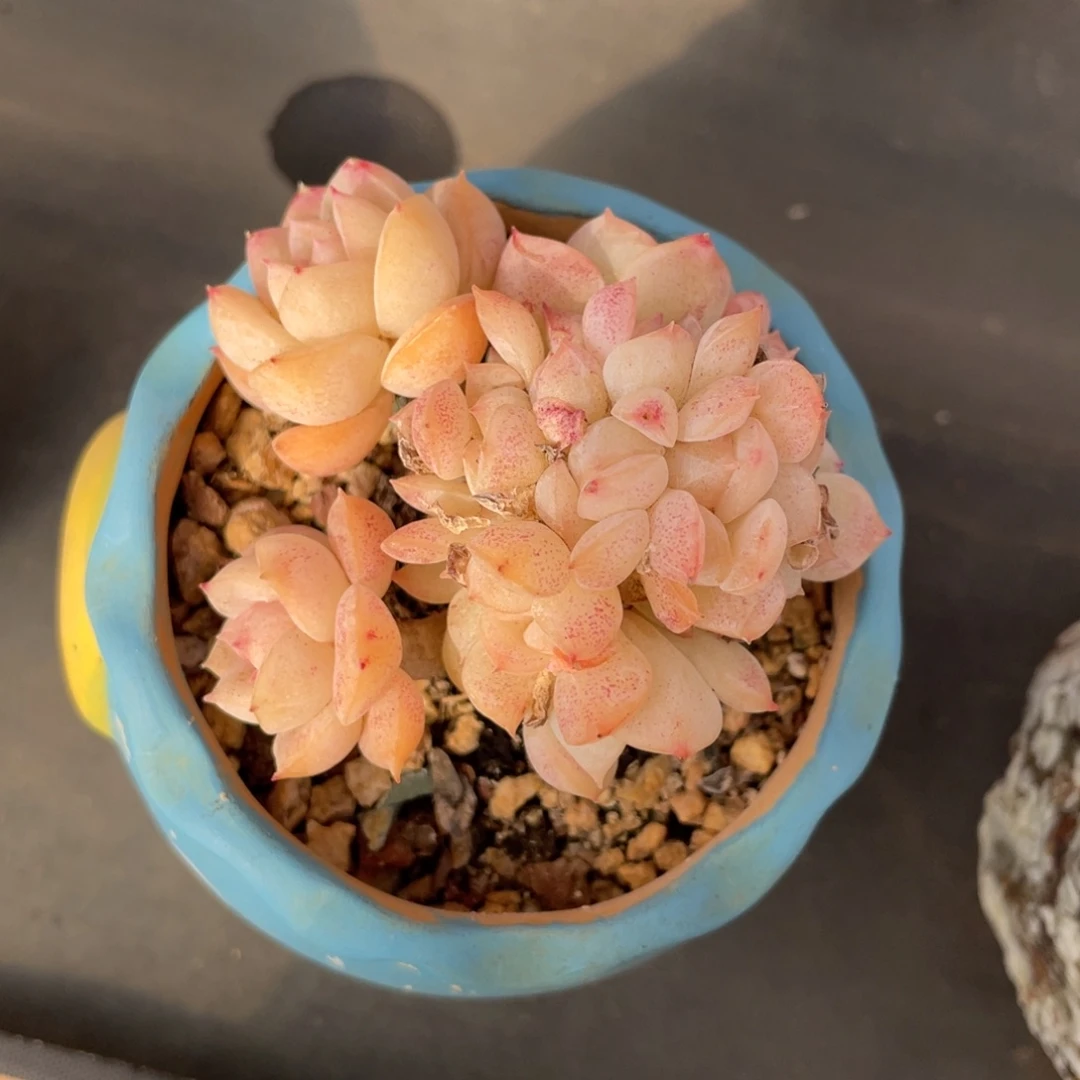 莎莎女王朵朵缀化