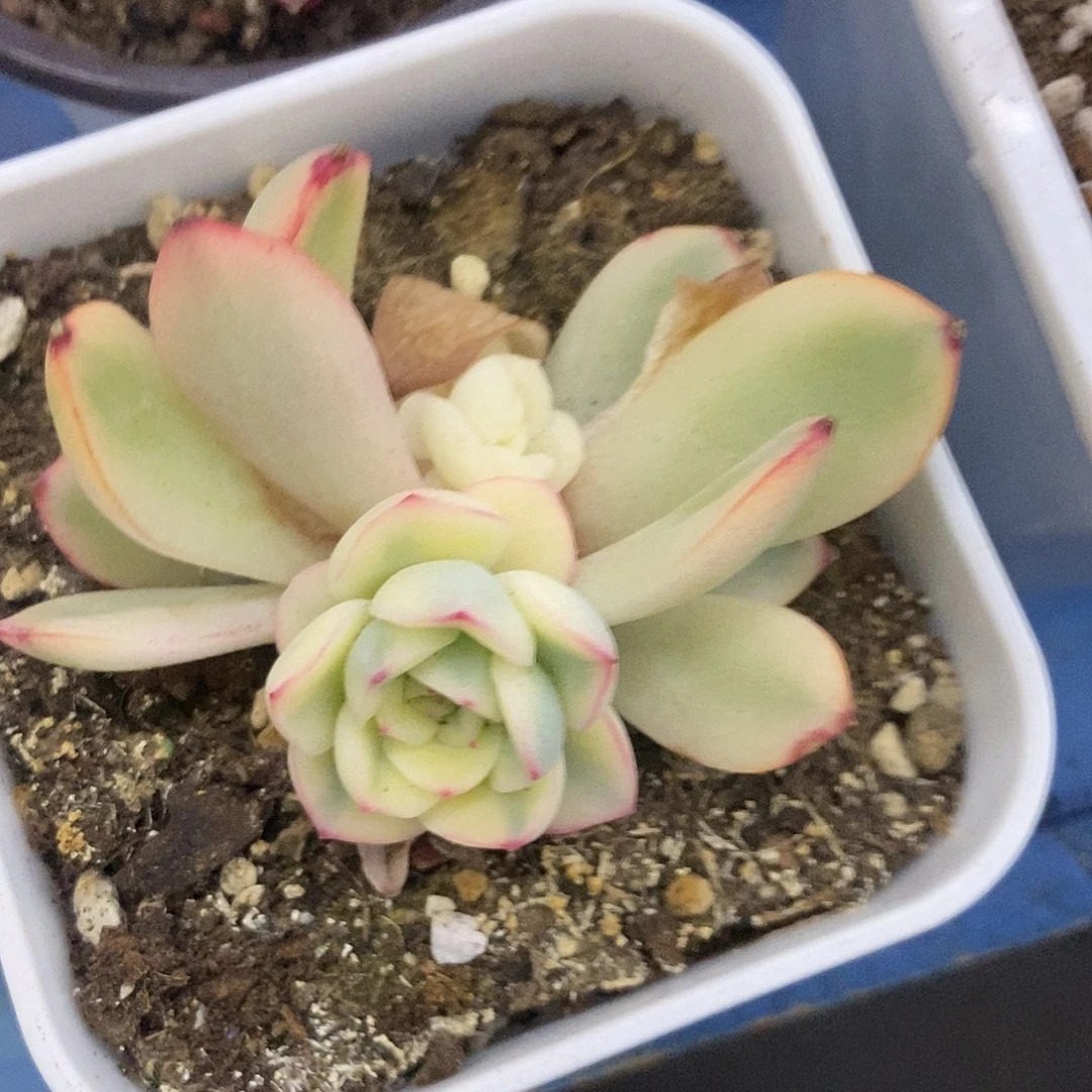 虚*多肉植物哇啦塞哇啦塞哇啦塞