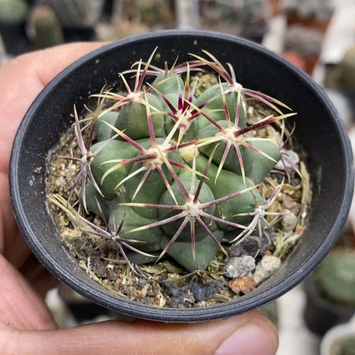 实生大红鹰特价福利