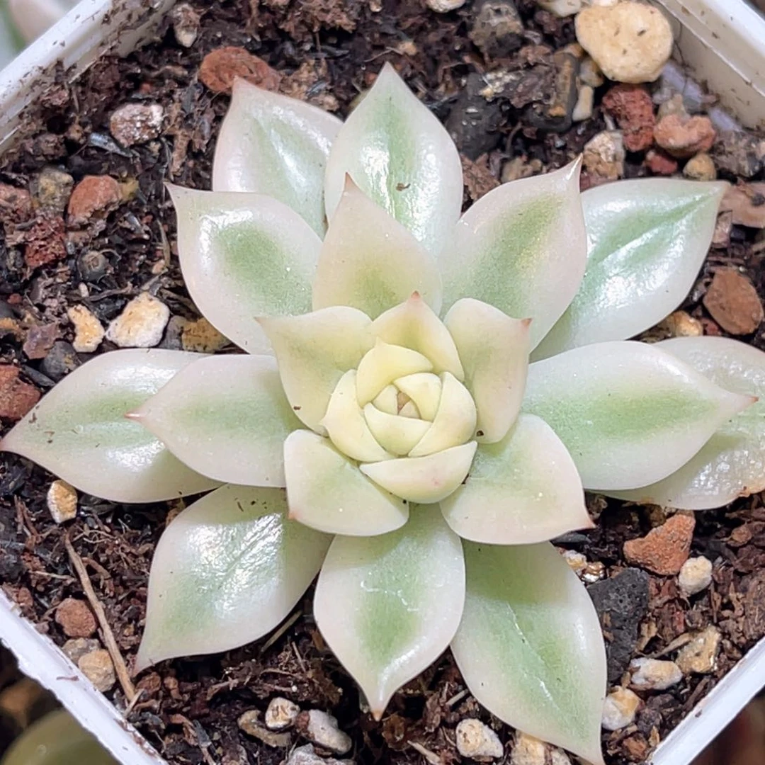 多肉特价爱丽卡锦