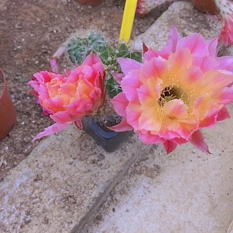 蓉**芊仙人掌彩草0928