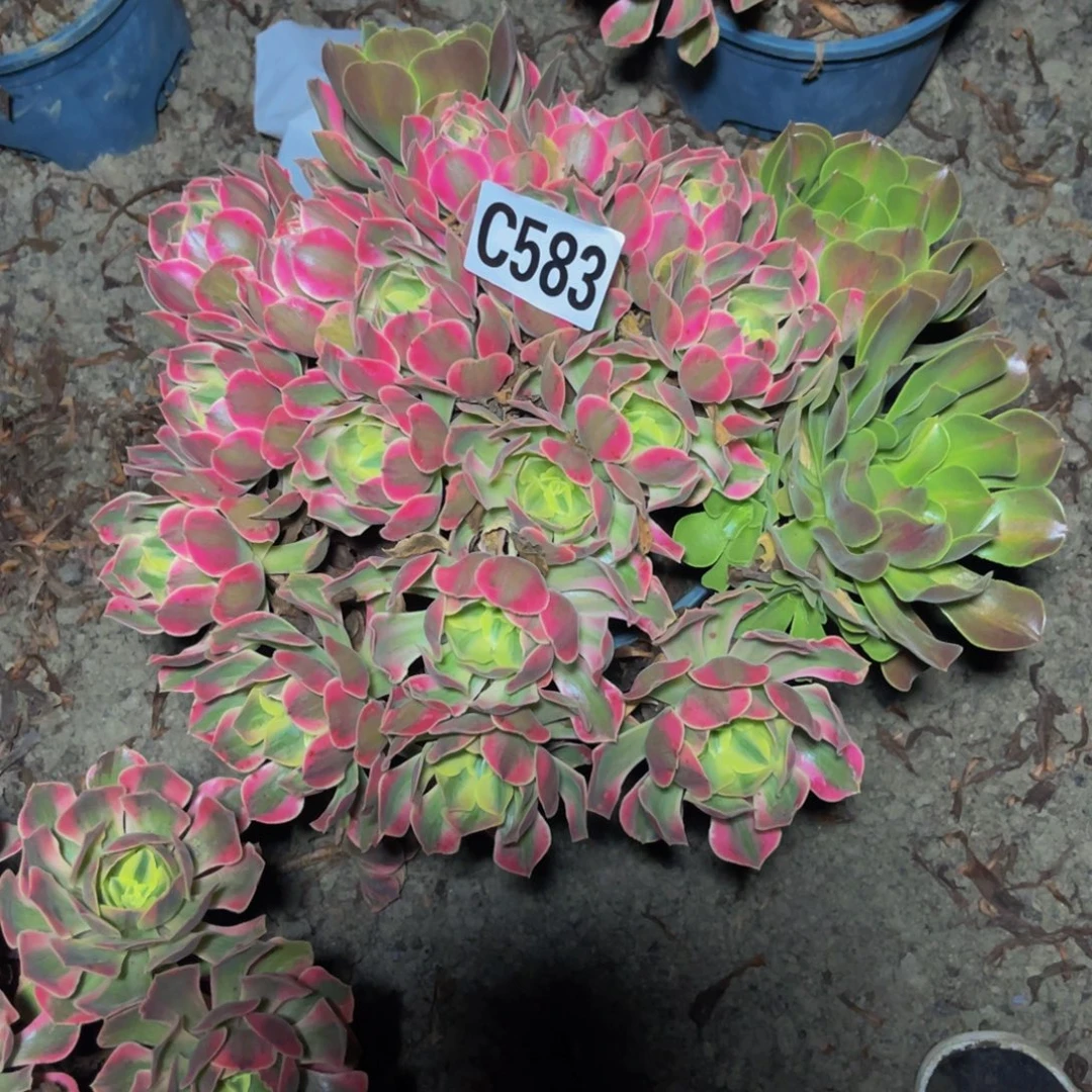 女妖法师16/////27包邮