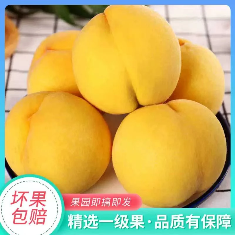 黄桃大果四川高山鲜果黄桃子新鲜新鲜采摘桃子产地现摘3/5斤包邮