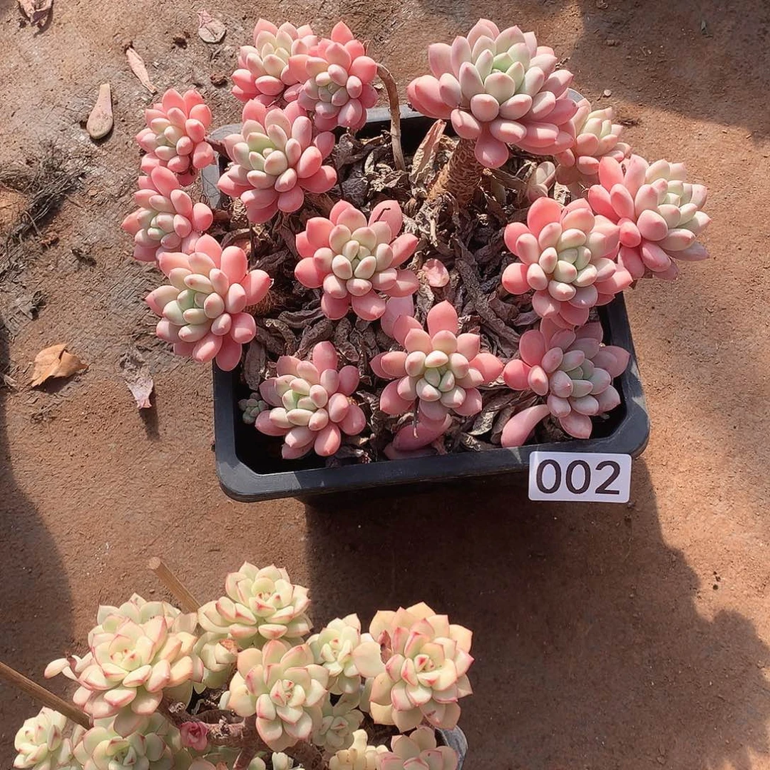 002 一物一拍多肉