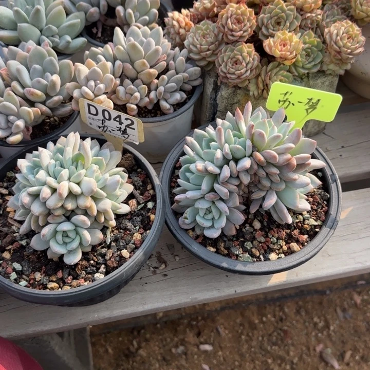 苏***梦橙梦露缀化五十包邮老桩