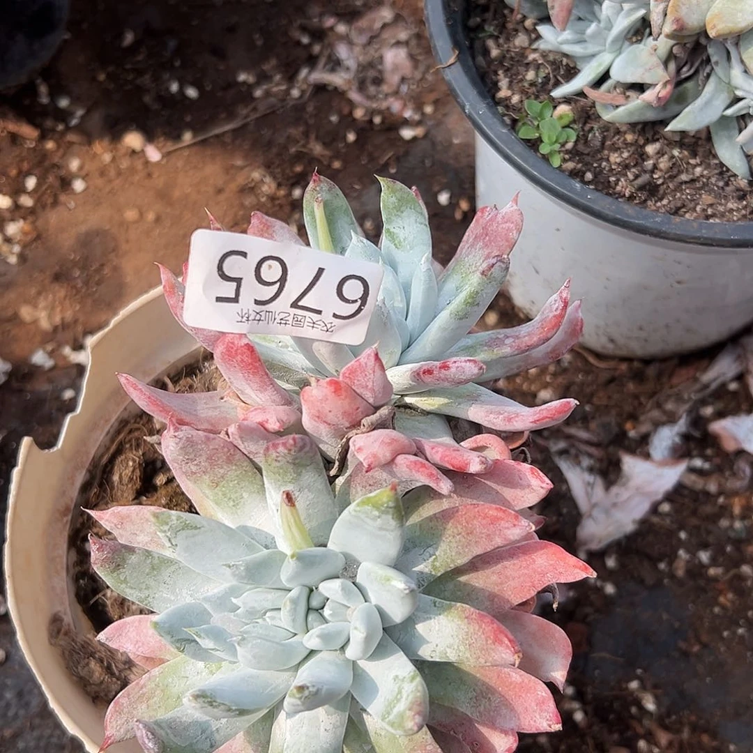 阿金尼仙女杯多肉。