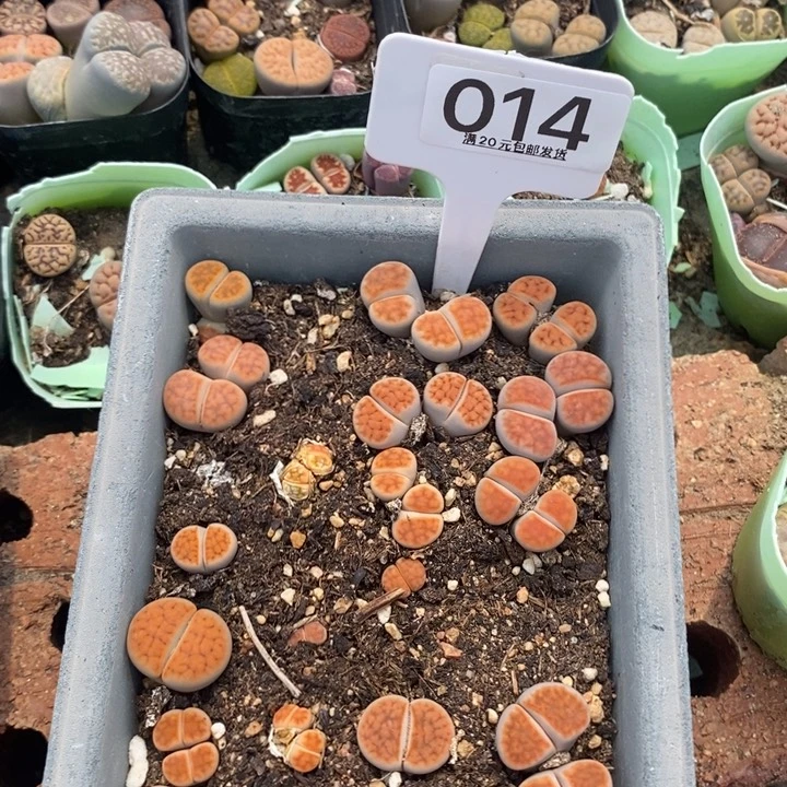 紫**语生石花小苗014