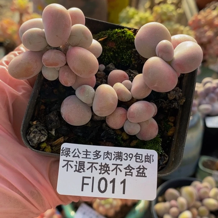 腰子桃蛋011多肉植物