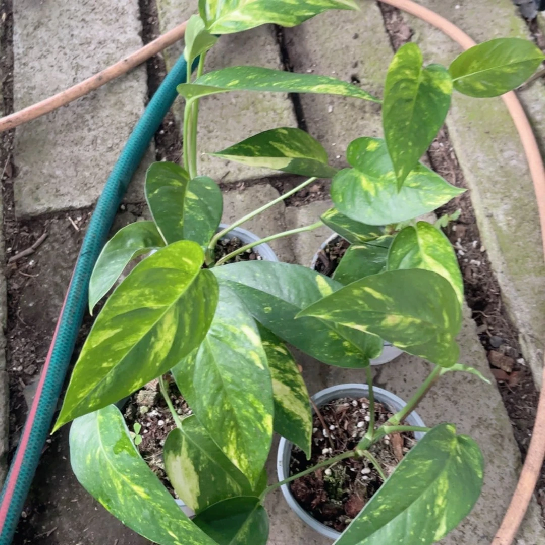 完全开放火焰麒麟尾随机发货