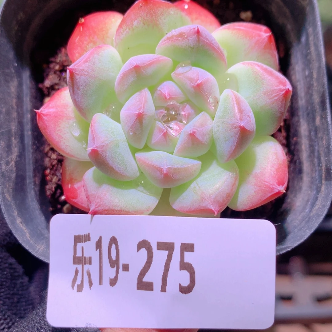 乐然19-275 白桃汽水
