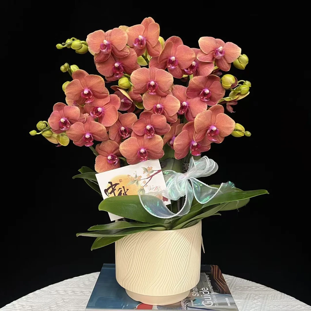 蝴蝶兰【金桔】欧品橙色系蝴蝶兰鲜花室内送礼高端花卉