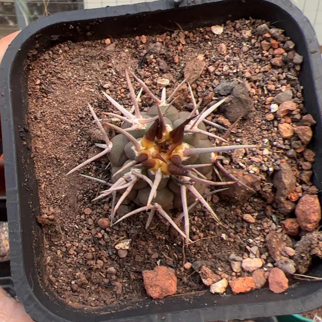 【闪购商品】实生仙人球