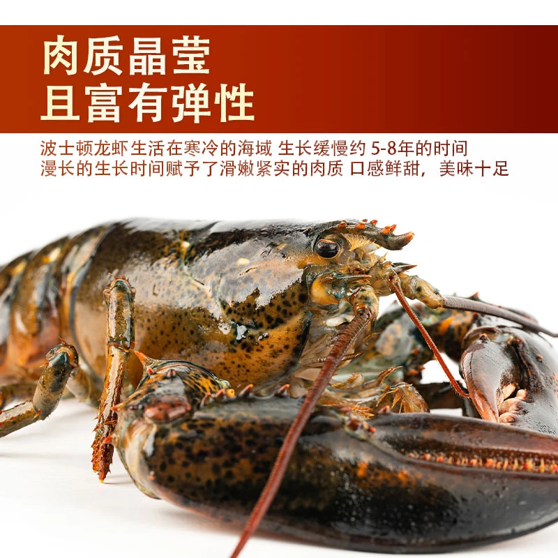 海鲜家宴活冻波士顿龙虾 液氮冷冻锁鲜 肉质饱满