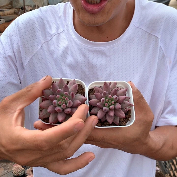 单头虞美人9.9一颗 两单包邮