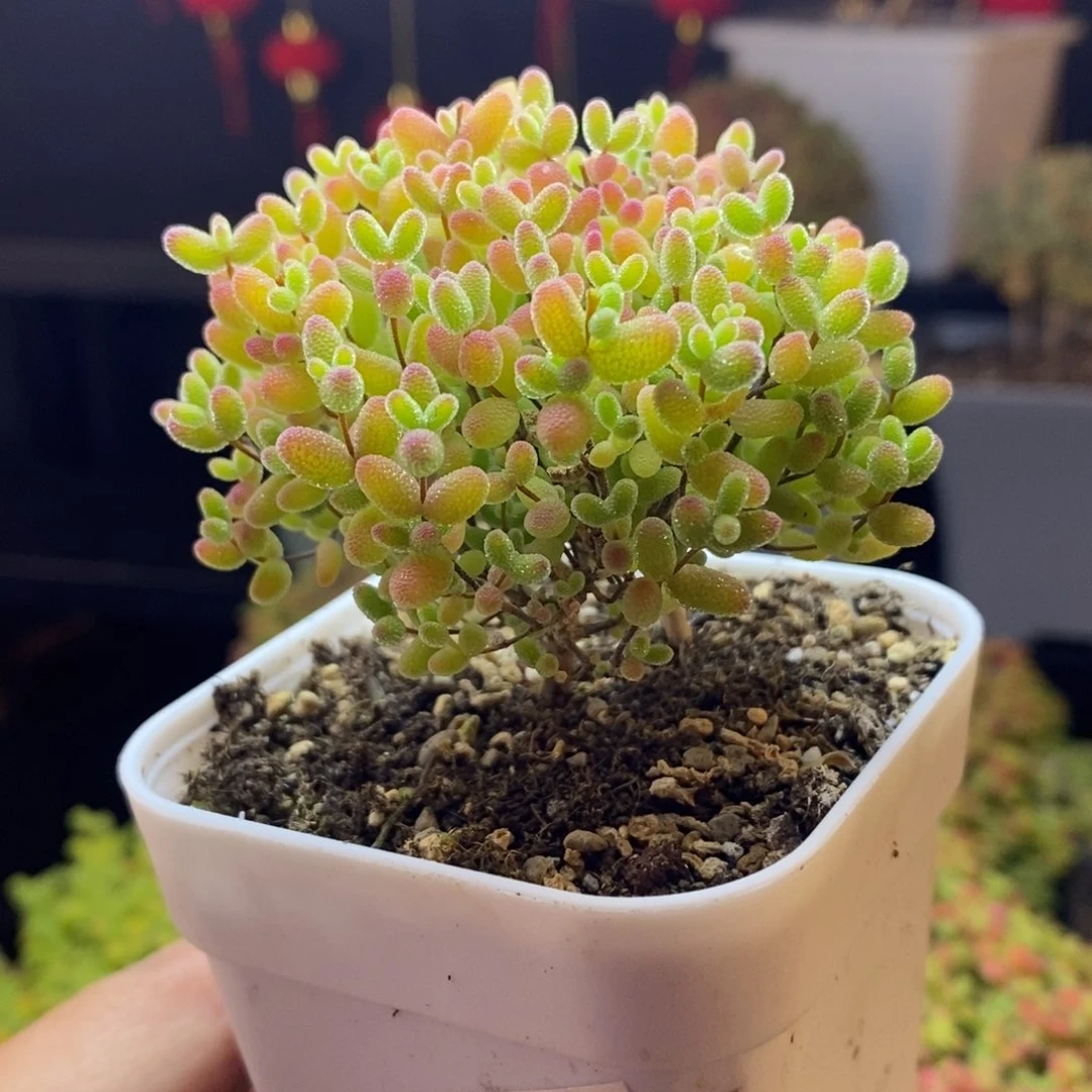 265号蜜橘糖球枝干多肉