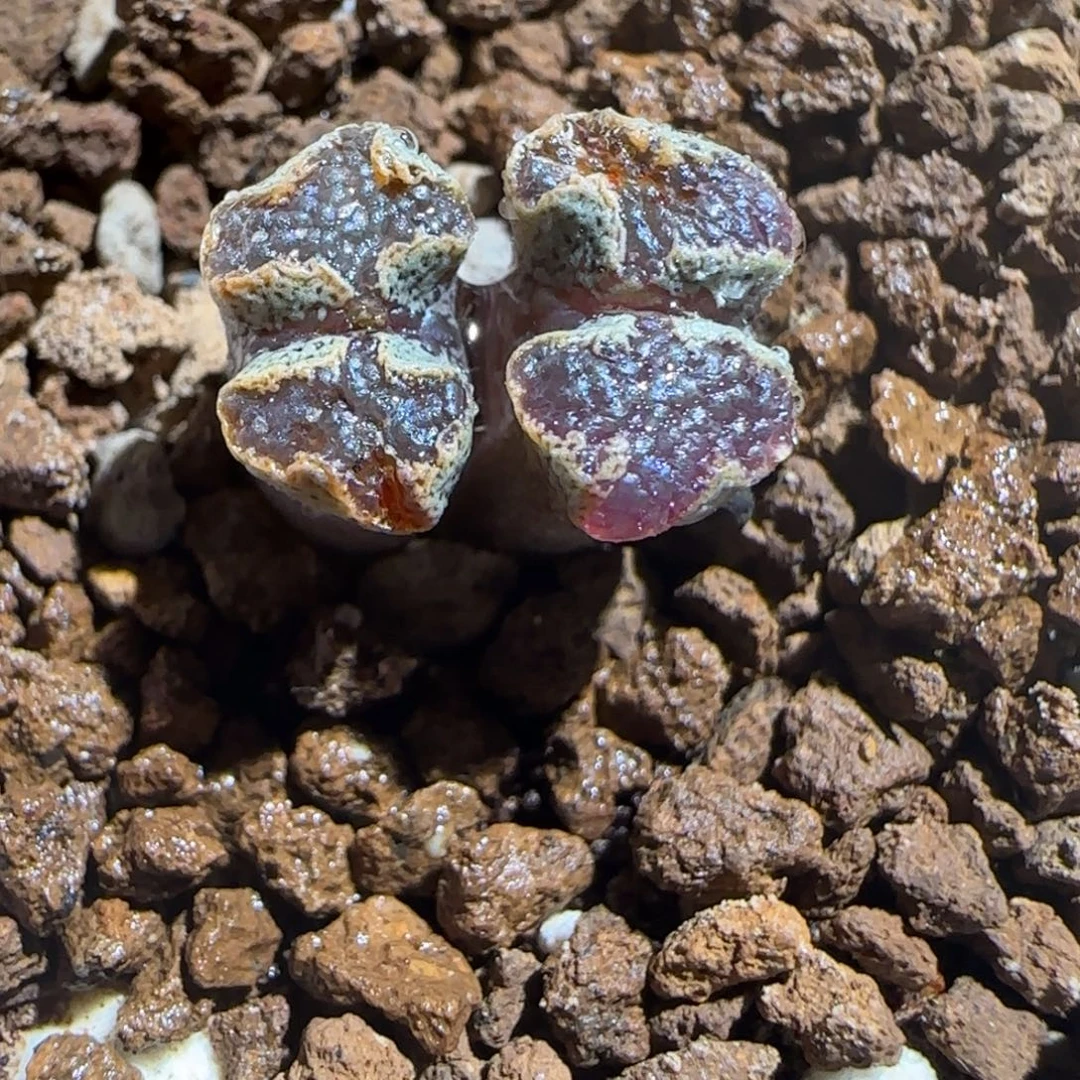 肉锥多肉植物百科-蝴蝶有疤1281