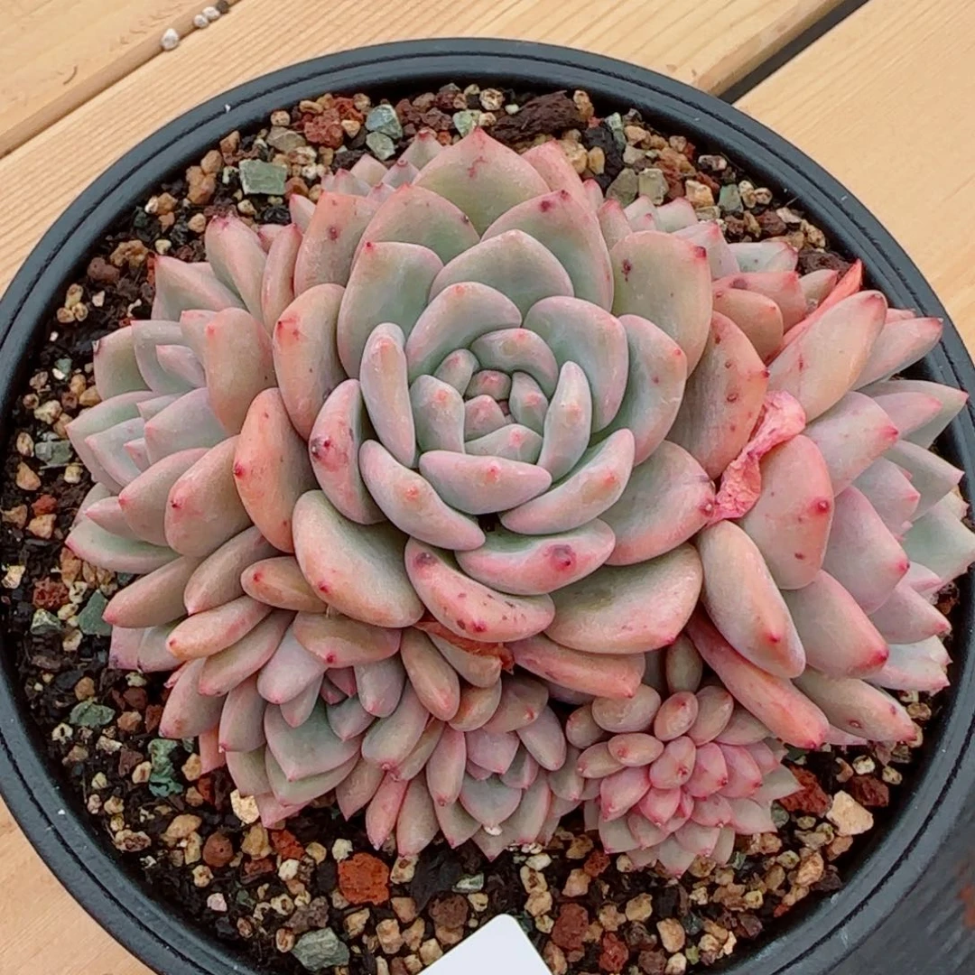 爱丽儿手捧，8977多肉