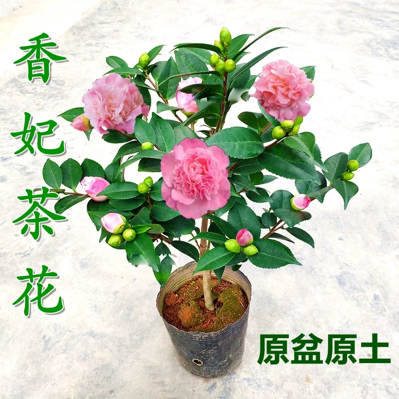 香妃山茶花树苗四季浓香型庭院阳台花卉室内外好养易活花卉