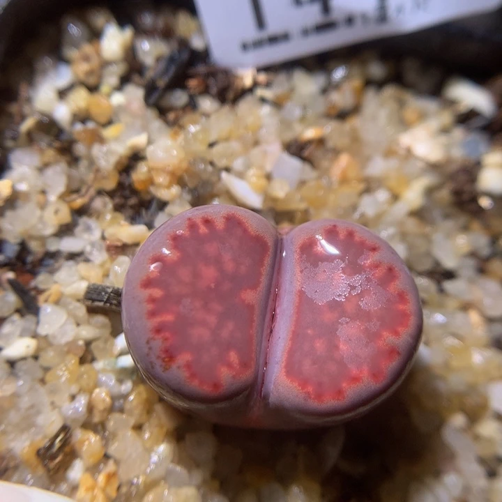 精品生石花218.144