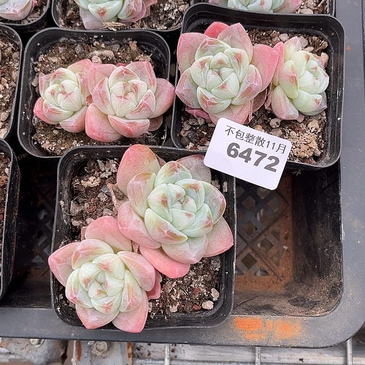 阿雅园艺。     6472冰玉三颗