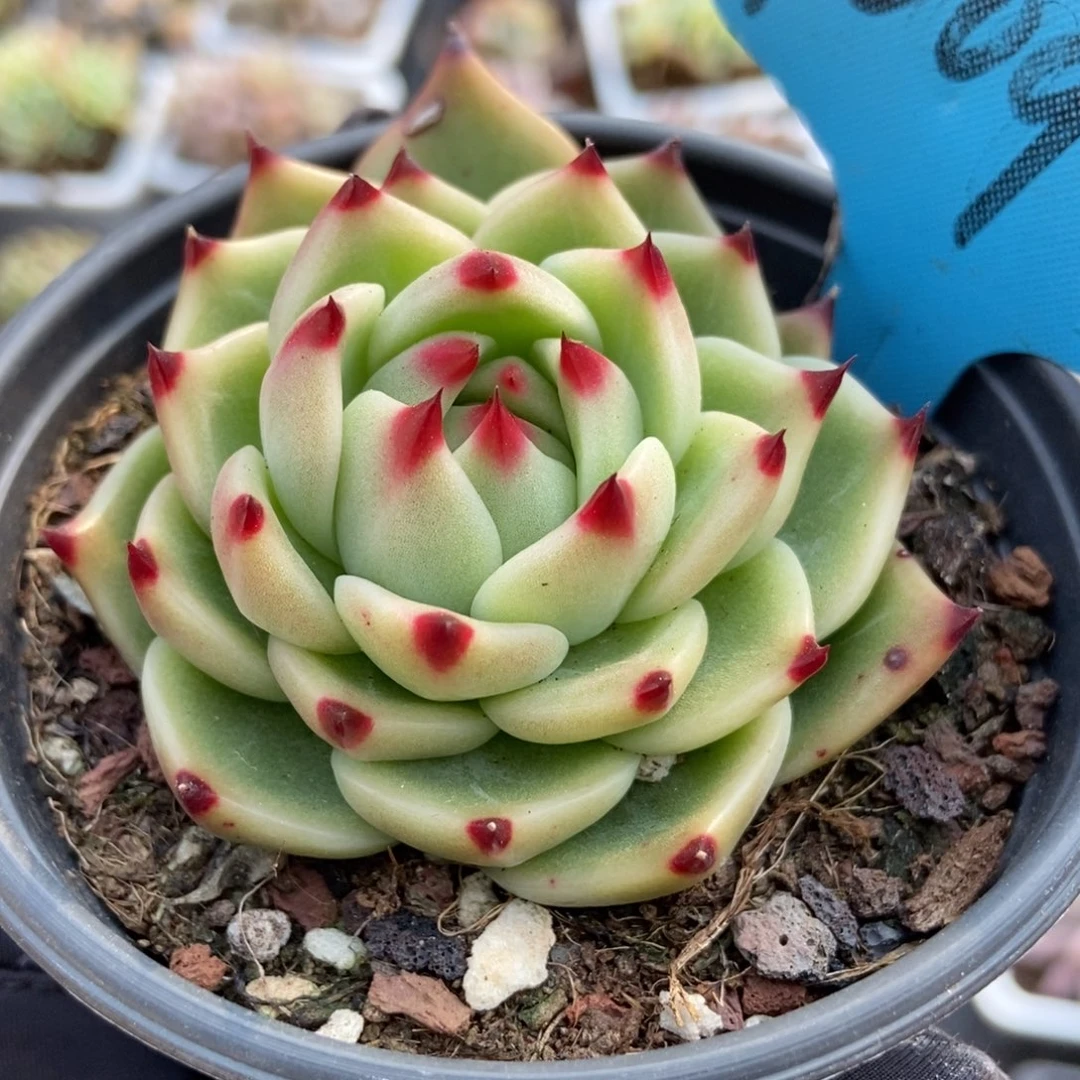 1009蓝龙多肉植物保护