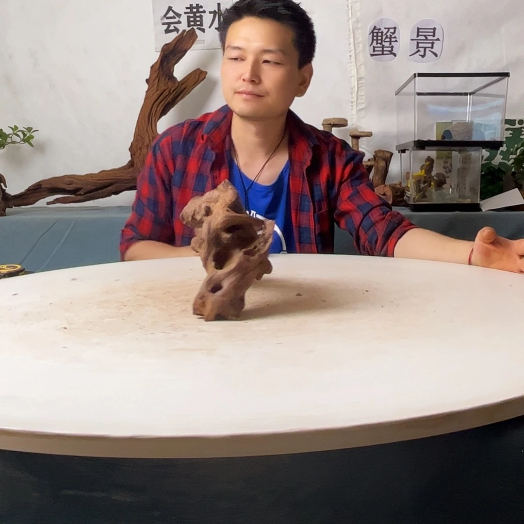 沉木造景寄居蟹造景