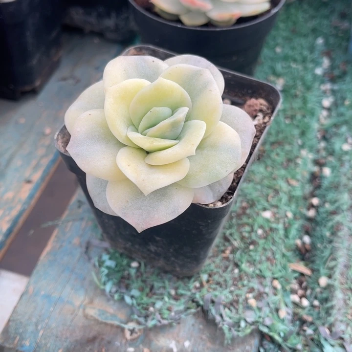秋可园艺 可爱玫瑰锦覆轮锦