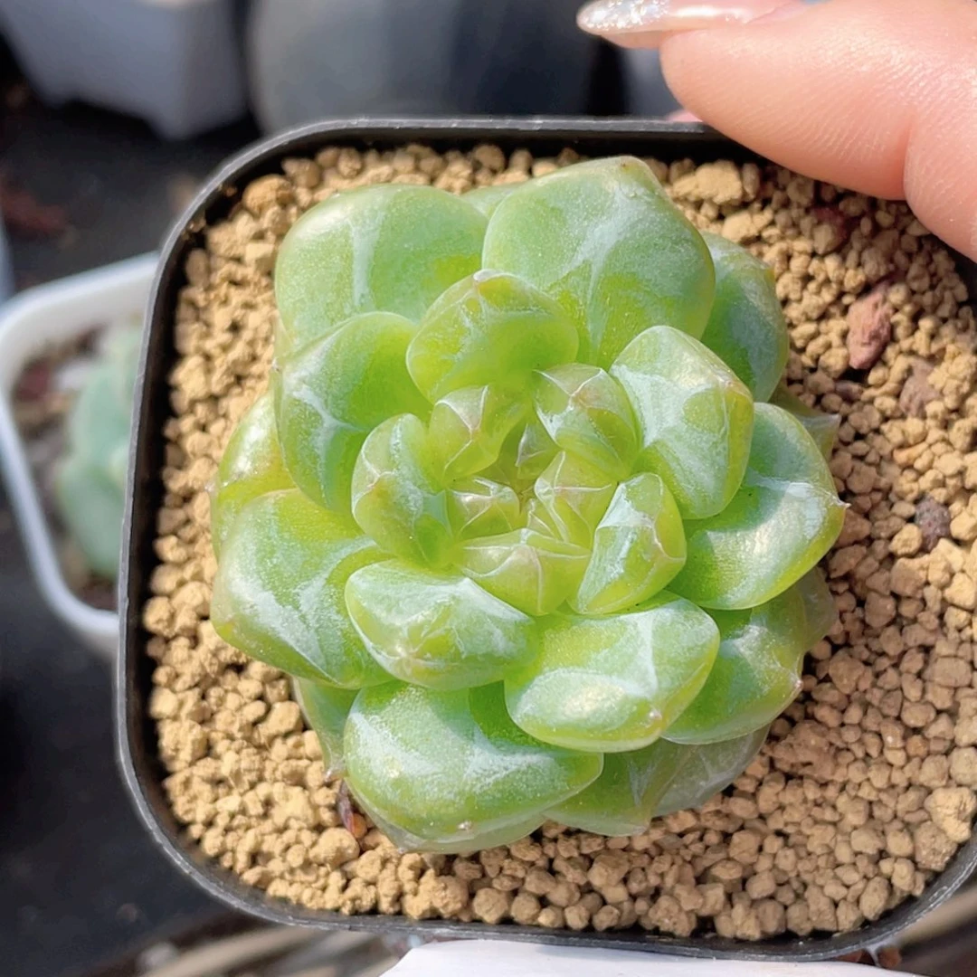 773号糖心冰心珍妮