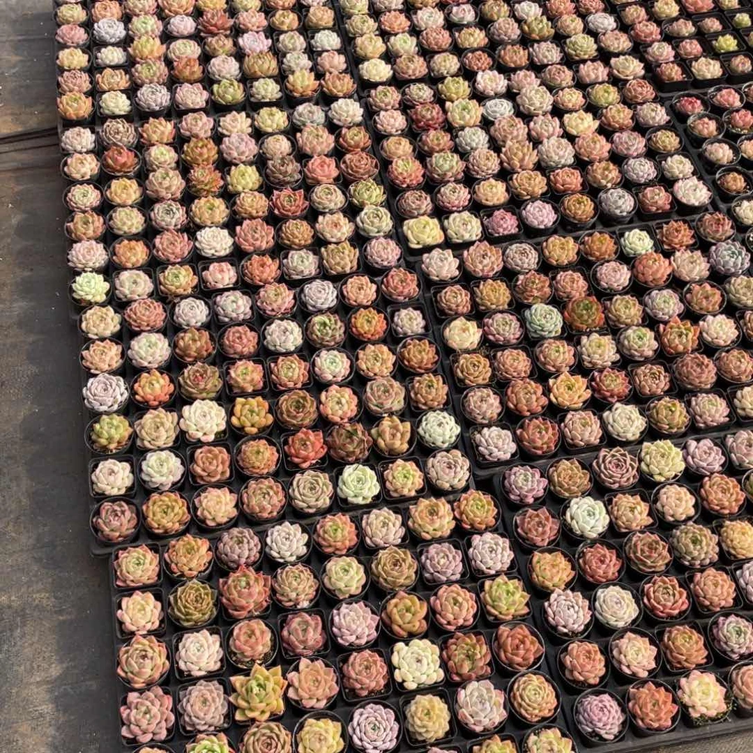 李*i一物一拍8盘48颗20-16