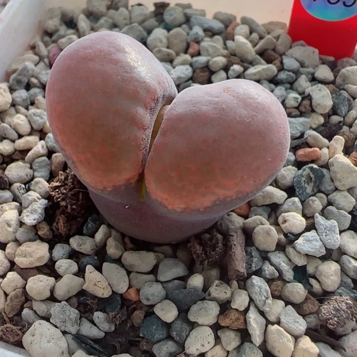 多肉植物双节清货15号